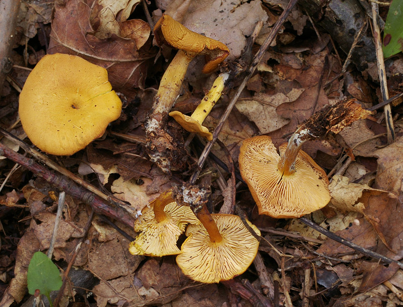 Calocybe chrysenteron